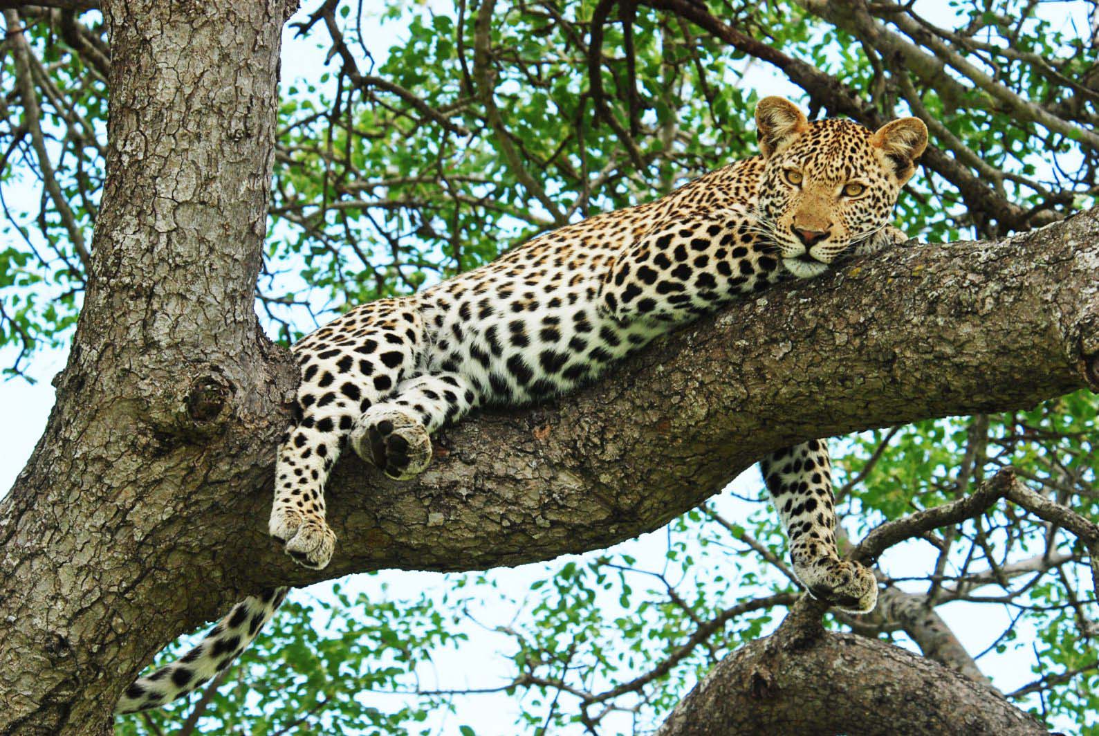 Makanyi Private Game Lodge